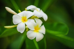 Images/Flower.jpg